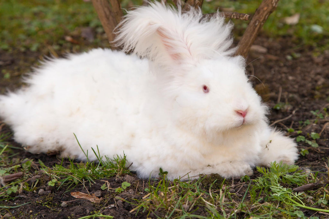 Handgefertigter PRADIYA Angora-Schal aus Nepal – weich, nachhaltig und fair produziert